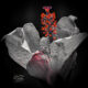 Hibiscus Flowers are Great Subjects for Artistic Images