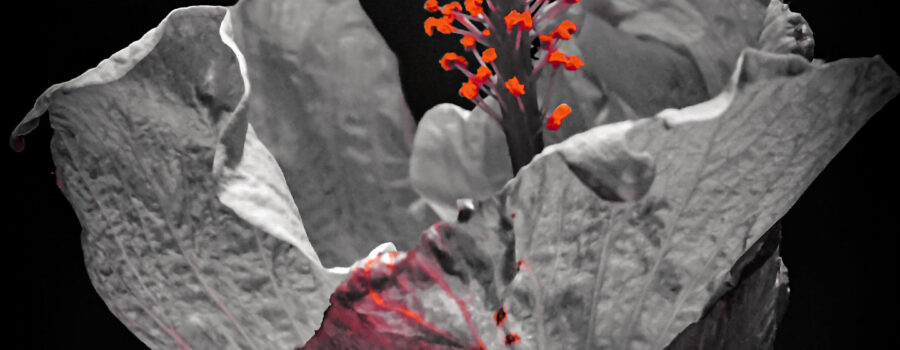 A stunning pink hibiscus flower that is only partially open has been artistically processed with only a bit of color.