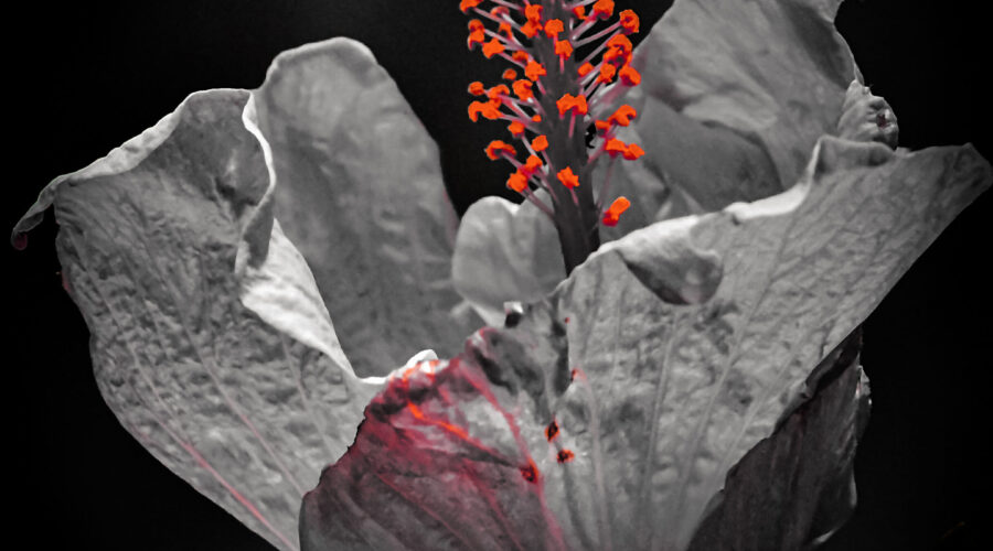 A stunning pink hibiscus flower that is only partially open has been artistically processed with only a bit of color.