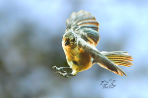 A little tufted titmouse uses its wings and tail as it makes a quick left turn while approaching a perch.