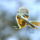 The Cute Little Tufted Titmouse is an Acrobatic Flyer