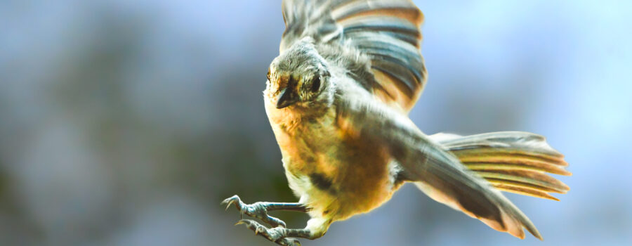 A little tufted titmouse uses its wings and tail as it makes a quick left turn while approaching a perch.