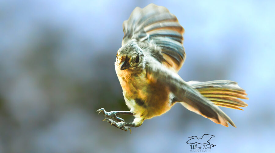 A little tufted titmouse uses its wings and tail as it makes a quick left turn while approaching a perch.