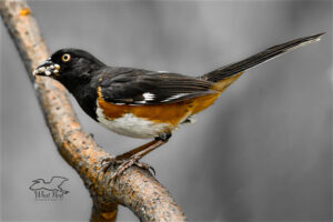 A brightly colored male eastern towhee has gathered a mouth full of food to take back to the nest for his mate and their nestlings.