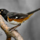Colorful Eastern Towhees Often Gather Food for Nestlings