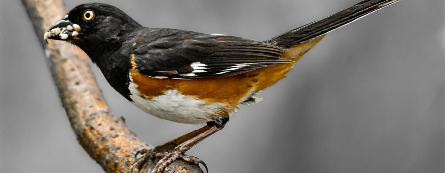 A brightly colored male eastern towhee has gathered a mouth full of food to take back to the nest for his mate and their nestlings.