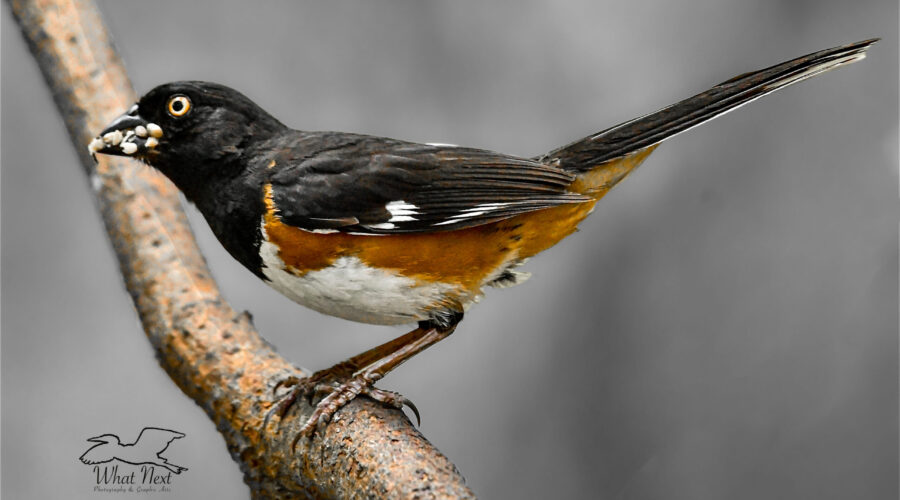 A brightly colored male eastern towhee has gathered a mouth full of food to take back to the nest for his mate and their nestlings.
