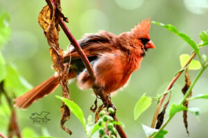 A male cardinal fluffs his feathers as part of his grooming ritual.