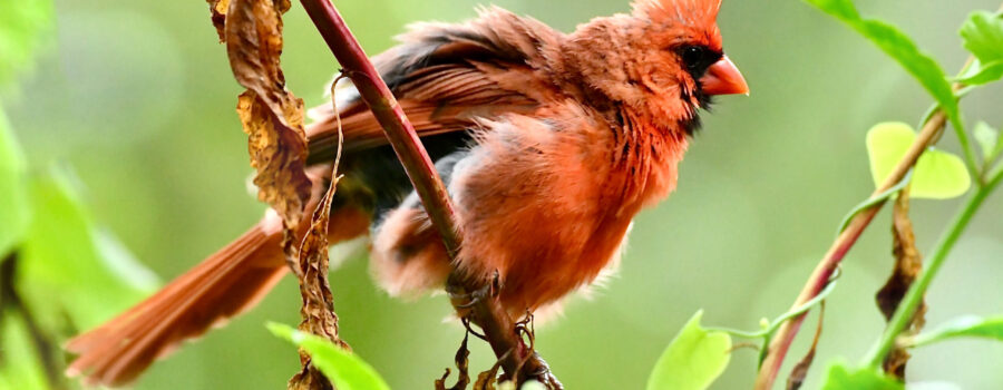 A male cardinal fluffs his feathers as part of his grooming ritual.