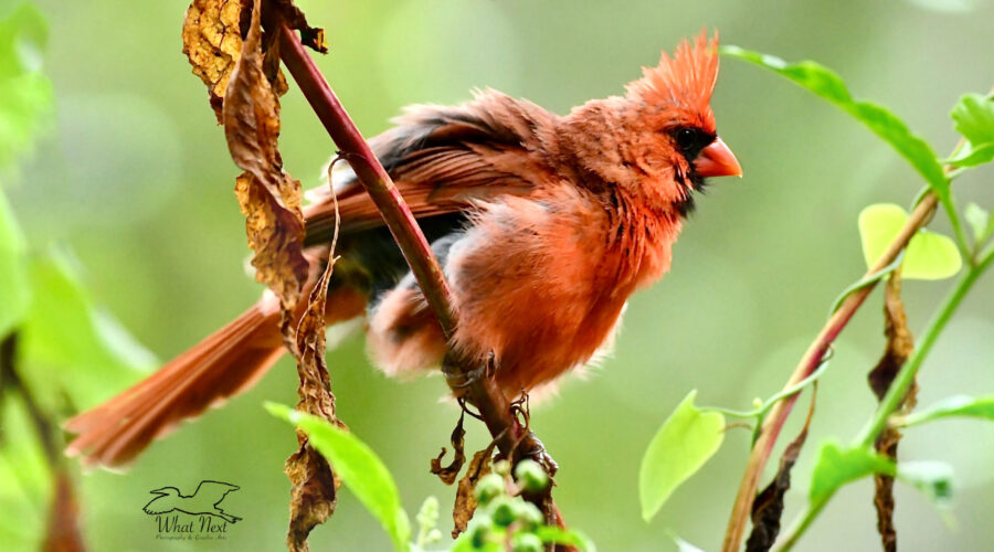 A male cardinal fluffs his feathers as part of his grooming ritual.