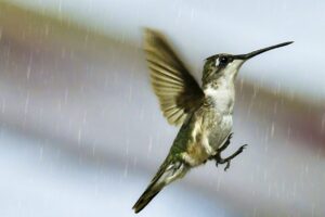 A female ruby throated hummingbird floats through the air on a rainy afternoon.