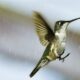 Hummingbirds Still Have to Eat, Even in the Rain