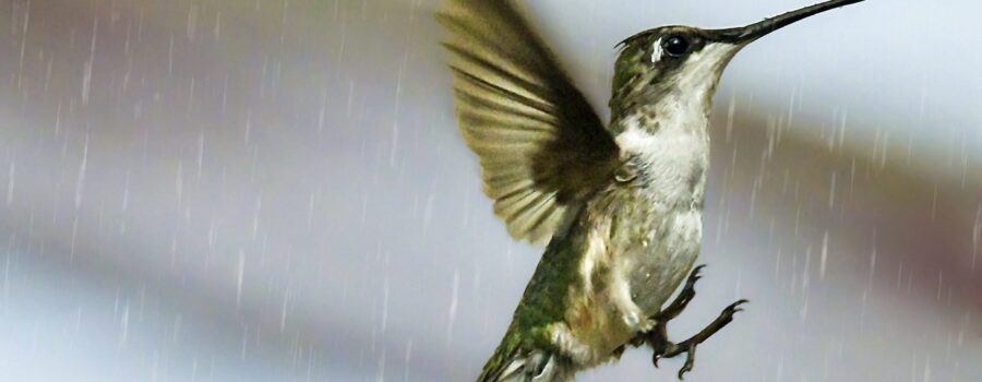 A female ruby throated hummingbird floats through the air on a rainy afternoon.