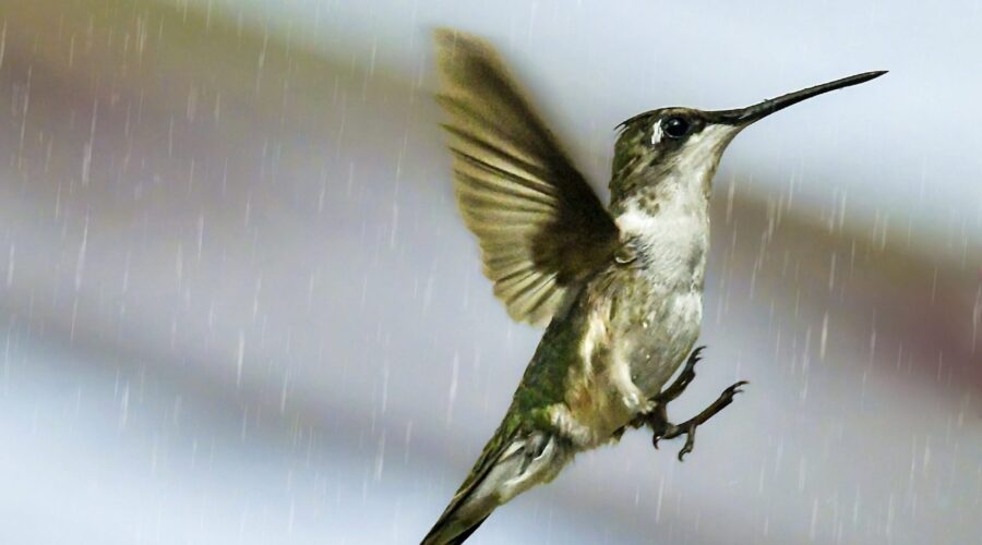 A female ruby throated hummingbird floats through the air on a rainy afternoon.
