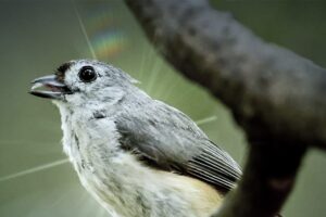 A happy little tufted titmouse with a seed, perches for a moment on a small branch before it heads into the woods to eat.