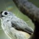 The Tufted Titmouse is a Bright and Beautiful Bird
