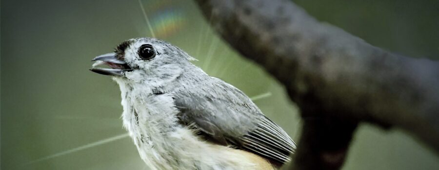 A happy little tufted titmouse with a seed, perches for a moment on a small branch before it heads into the woods to eat.