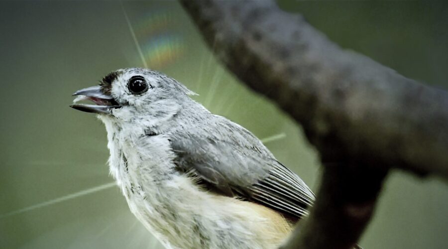 A happy little tufted titmouse with a seed, perches for a moment on a small branch before it heads into the woods to eat.