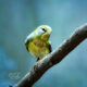 Northern Parulas are Very Colorful and Beautiful