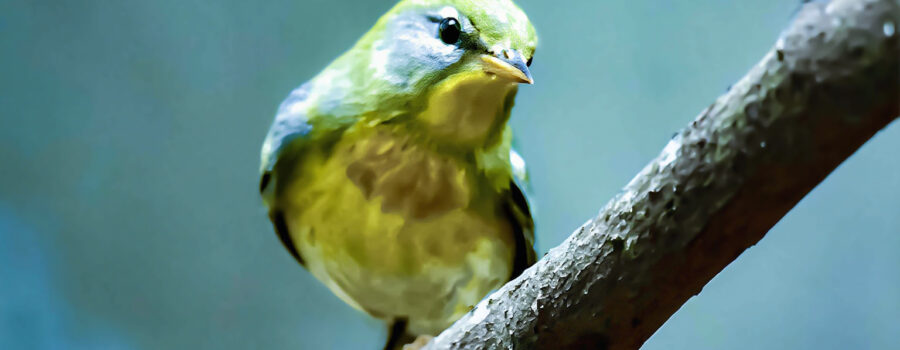 A northern parula perched in the woods tilts its head quizzically.