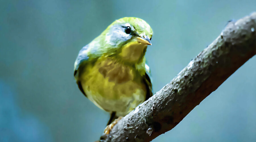 A northern parula perched in the woods tilts its head quizzically.