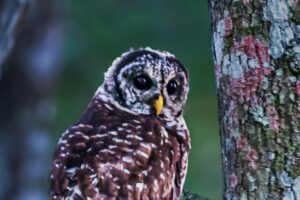 A barred owl takes a momentary rest in an older oak tree before continuing to hunt.