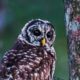 The Beautiful Barred Owl is More Often Heard Than Seen