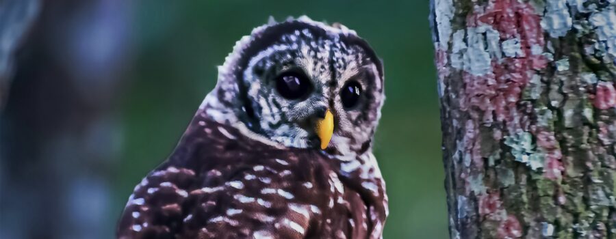 A barred owl takes a momentary rest in an older oak tree before continuing to hunt.
