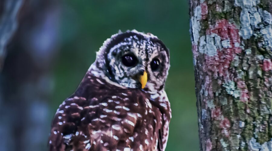A barred owl takes a momentary rest in an older oak tree before continuing to hunt.