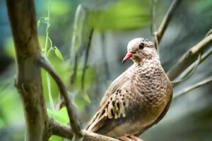 A common ground dove watches other birds from a safe place in the underbrush.