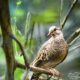 Common Ground Doves Love Watching Things From the Brush