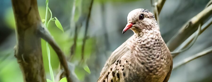 A common ground dove watches other birds from a safe place in the underbrush.