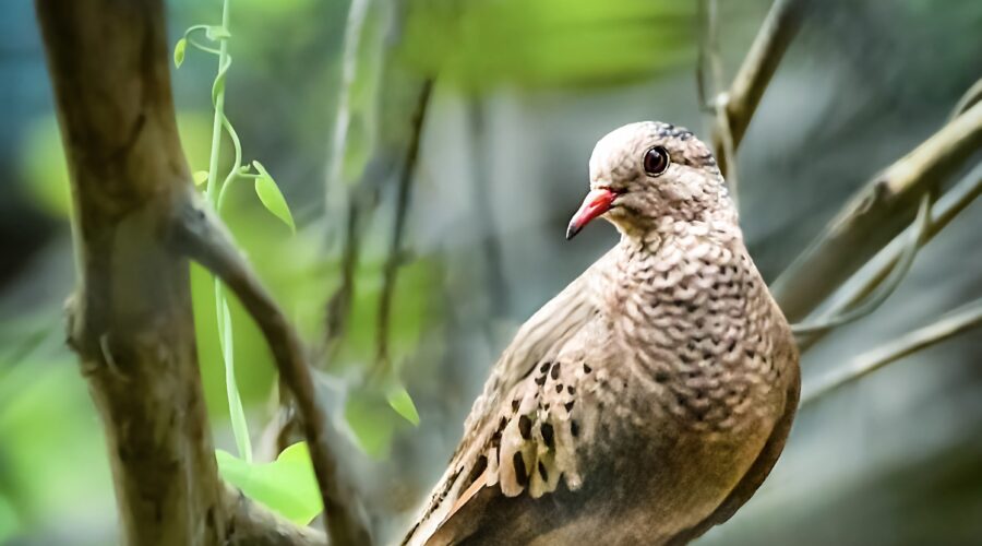 A common ground dove watches other birds from a safe place in the underbrush.