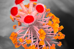 The stamen of a pink hibiscus is seen in closeup after some artistic processing.