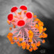 The Hibiscus Stamen is It’s Most Beautiful Part