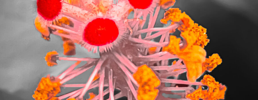 The stamen of a pink hibiscus is seen in closeup after some artistic processing.