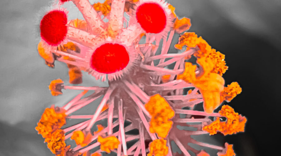 The stamen of a pink hibiscus is seen in closeup after some artistic processing.