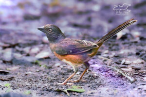 A female eastern towhee pops out of the brush for a few seconds to get a quick bite. She is always on the alert for any possible danger.