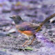 Beautiful Female Eastern Towhees are Very Shy