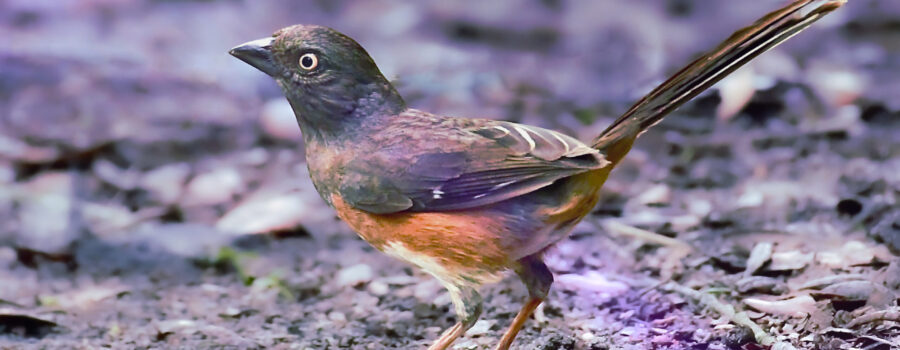 A female eastern towhee pops out of the brush for a few seconds to get a quick bite. She is always on the alert for any possible danger.