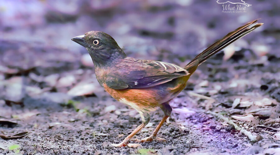 A female eastern towhee pops out of the brush for a few seconds to get a quick bite. She is always on the alert for any possible danger.