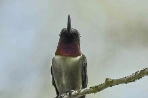 A perched male ruby throated hummingbird is captured blinking his eyes giving him a sleepy look.