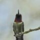 Ruby Throated Hummingbirds are Very Colorful