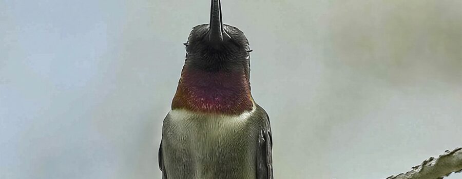 A perched male ruby throated hummingbird is captured blinking his eyes giving him a sleepy look.