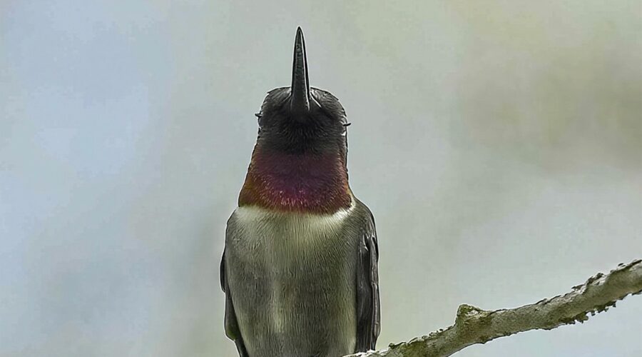 A perched male ruby throated hummingbird is captured blinking his eyes giving him a sleepy look.