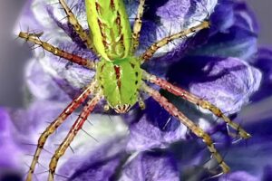 A bright green lynx spider hunts from a nice perch on a purple flower.