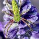Purple and Green are a Beautiful Summer Combination.
