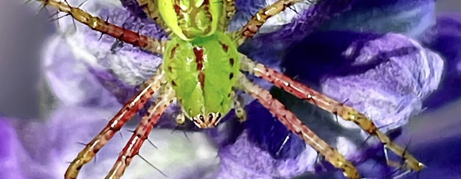 A bright green lynx spider hunts from a nice perch on a purple flower.
