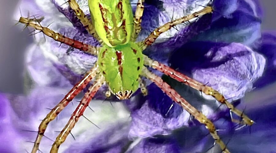 A bright green lynx spider hunts from a nice perch on a purple flower.
