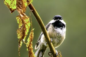 A Carolina chickadee perches quietly in the afternoon sunlight after a rainy morning.